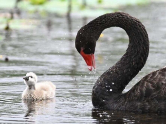 山东滕州：黑天鹅育雏忙