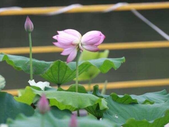 好运“莲莲” 并蒂莲现身广西柳州