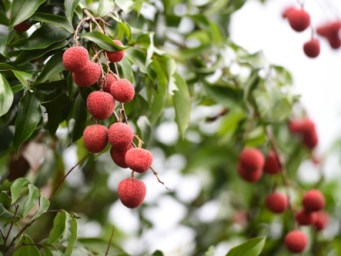 贵妃荔枝来自何方？岭南！