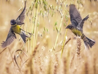 惊艳！“鸟中大熊猫”黄胸鹀首现双流